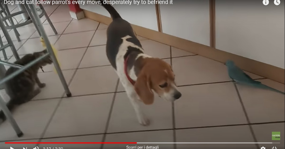 Cane e gatto incontrano il pappagallo. E vogliono diventare suoi amici così – VIDEO