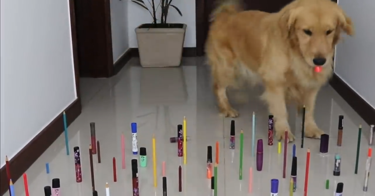 Cane, gatto e ostacoli: chi vince la gara di abilità? – VIDEO