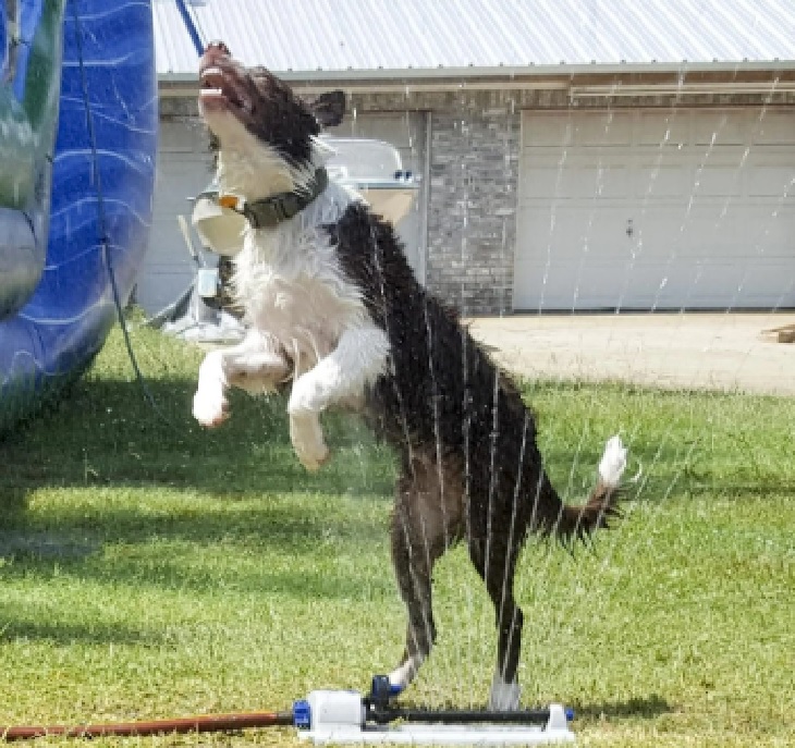 baloo cane debole per acqua