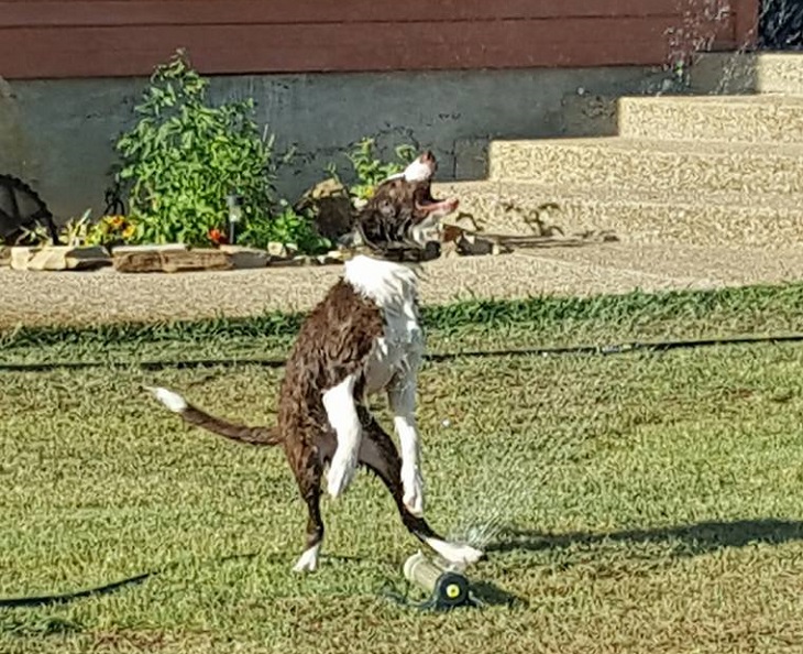 baloo cane gioca con irrigatore