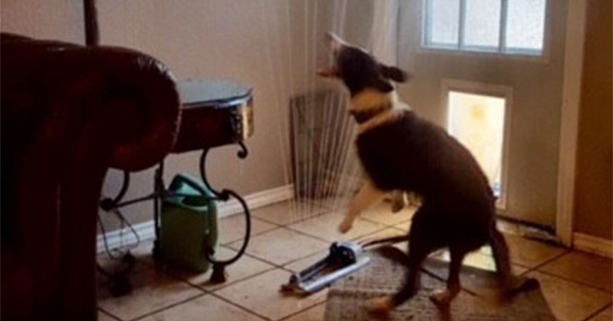 Cane giocoso porta un irrigatore dentro casa (VIDEO)