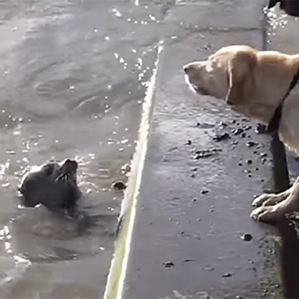 mischa cane incontra foca giocherellona