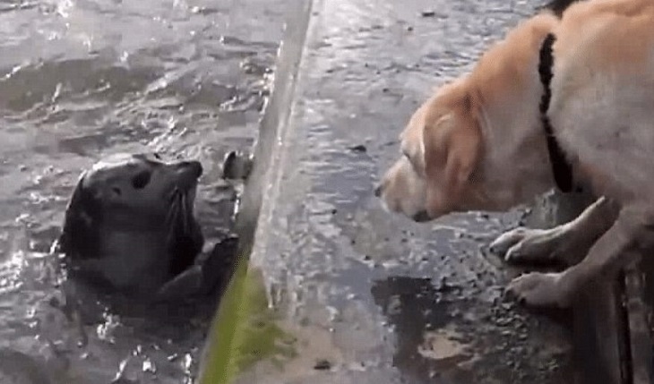 mischa cane non sa come reagire foca