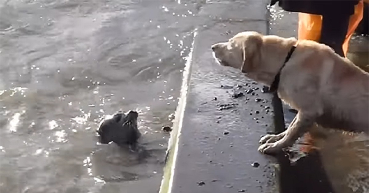 Cane Golden retriever ed una foca giocano a nascondino (VIDEO)