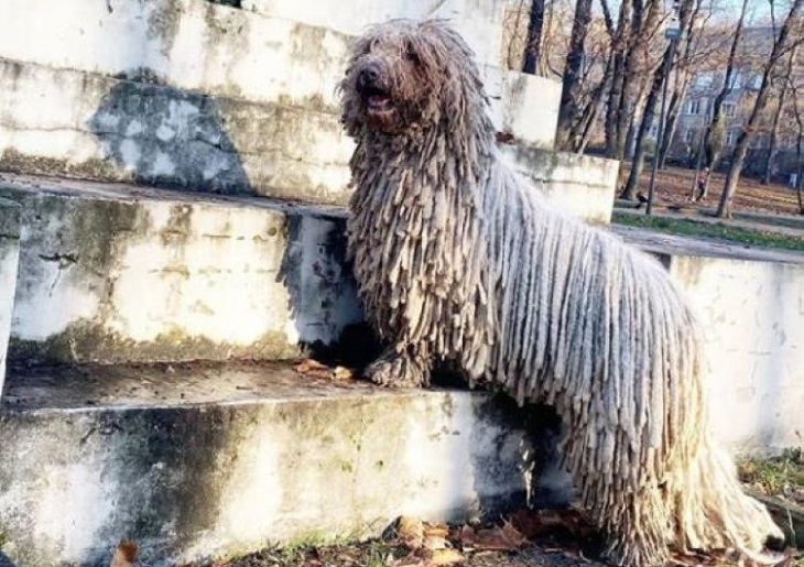 hanga cane razza komondor