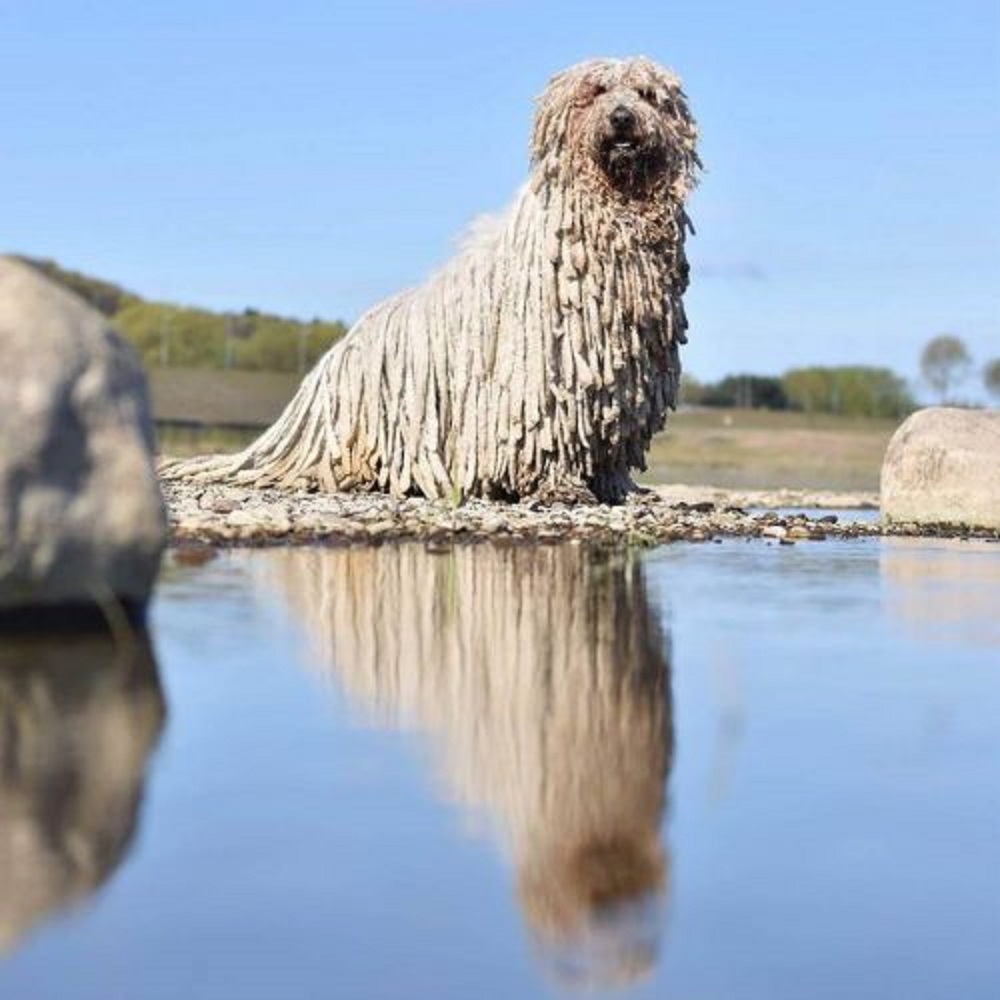 hanga cane talento naturale fotografie