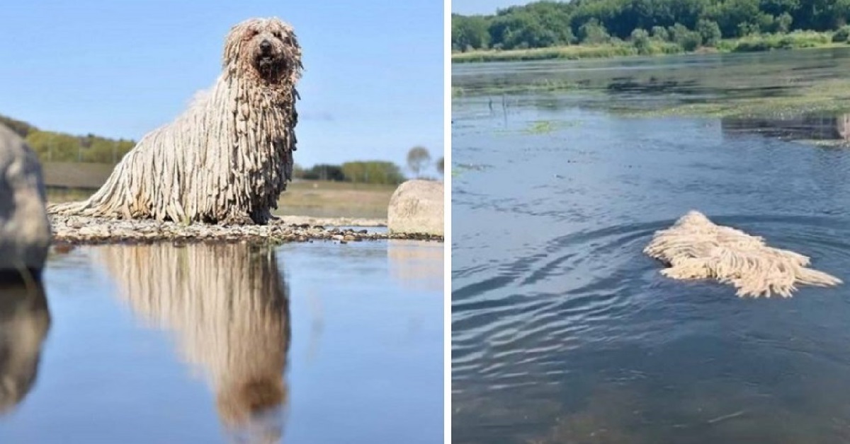 Cane Komondor entra in acqua e sorprende tutti sui social (VIDEO)