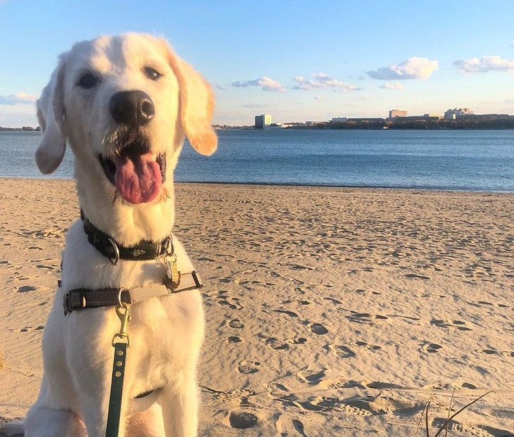 paul cane adora spiaggia