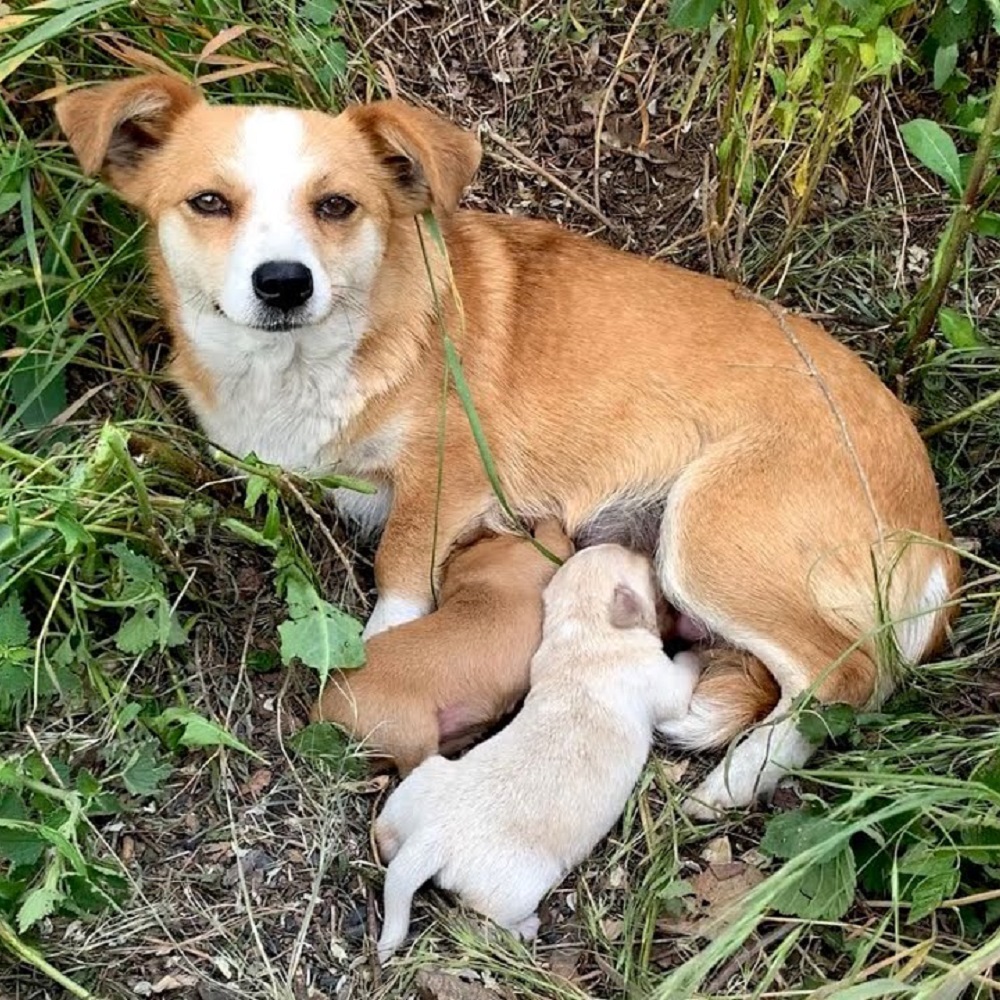 moli cane ritorno proprietari speranze