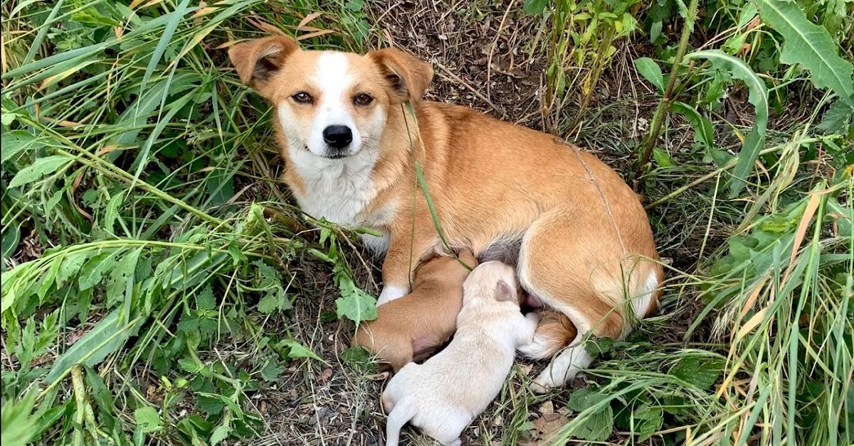 Cane partorisce ma viene abbandonato dai crudeli proprietari (VIDEO)