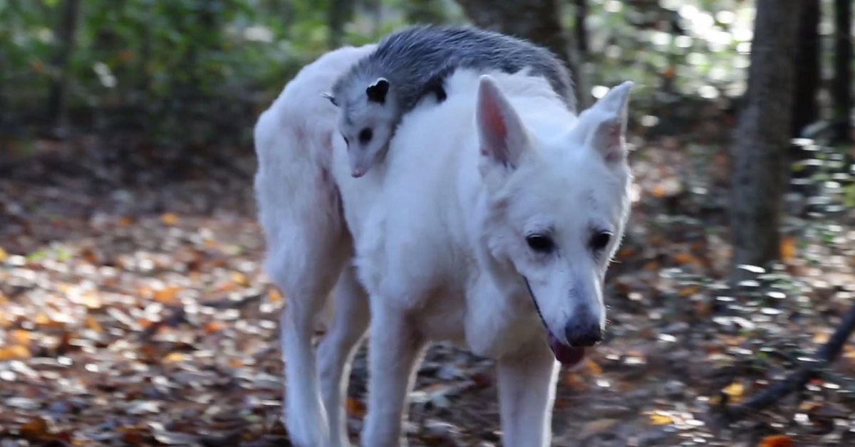 Cane pastore svizzero bianco adotta un piccolo opossum (VIDEO)