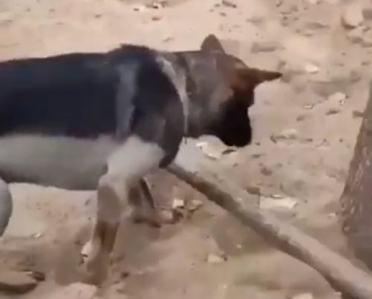 cane pastore tedesco video popolare aiuto cieco