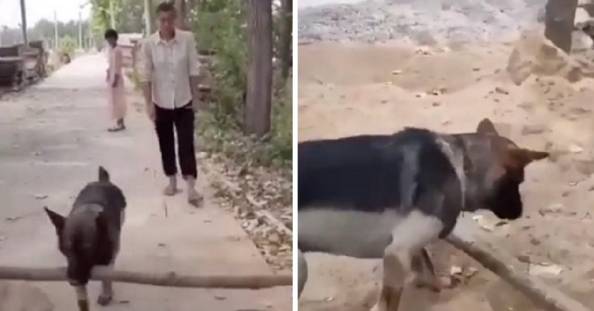 Cane pastore tedesco aiuta un cieco che sta passeggiando (VIDEO)