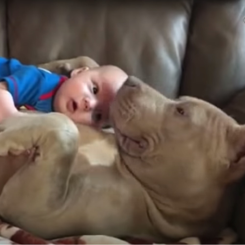 jared cane pitbull legame