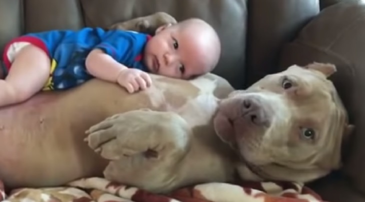 jared amore cane pitbull