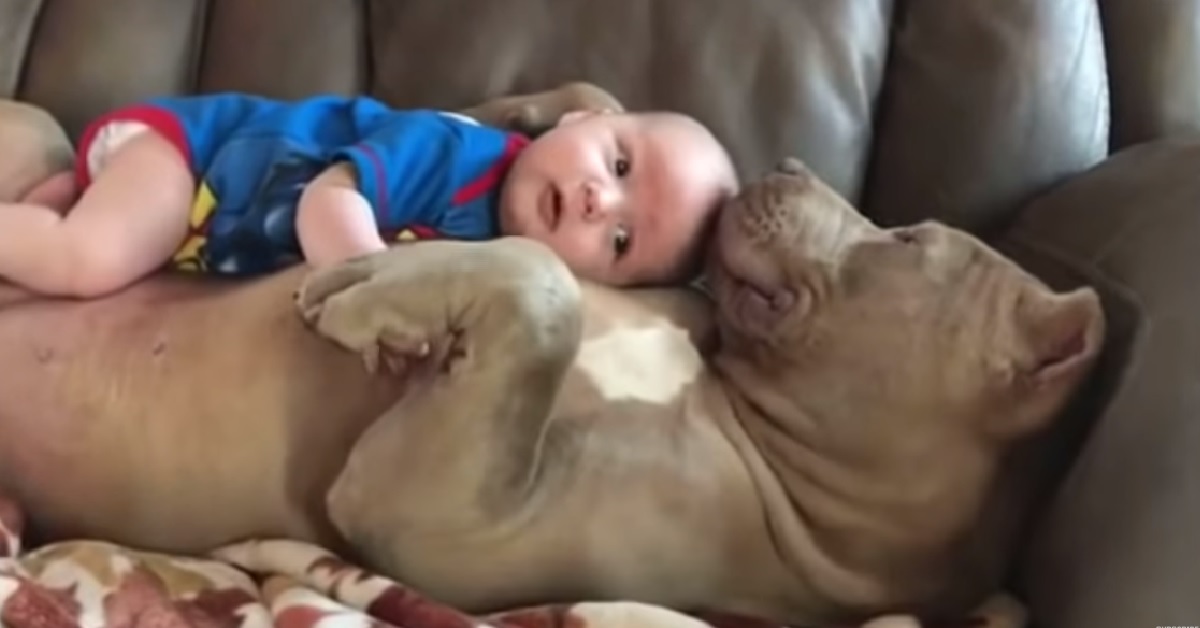 Cane pitbull abbraccia e difende una piccola bambina (VIDEO)