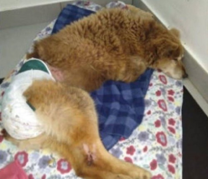 huracana cane ferita zampa bacino
