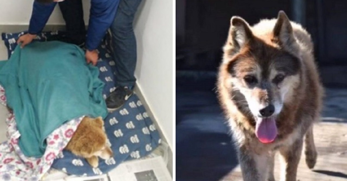 Cane riesce a trovare casa dopo 10 anni passati nel rifugio (VIDEO)