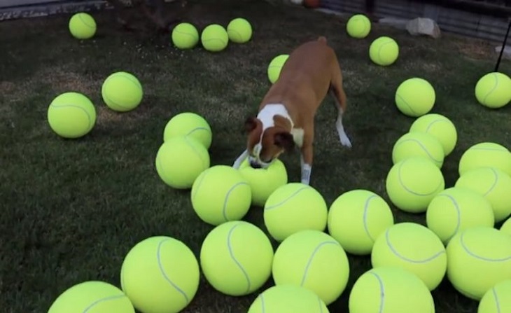 flip cane divertimento assoluto 