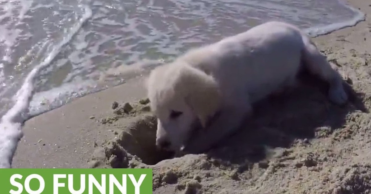 Cane si arrabbia tantissimo per il castello di sabbia distrutto e abbaia alle onde – VIDEO