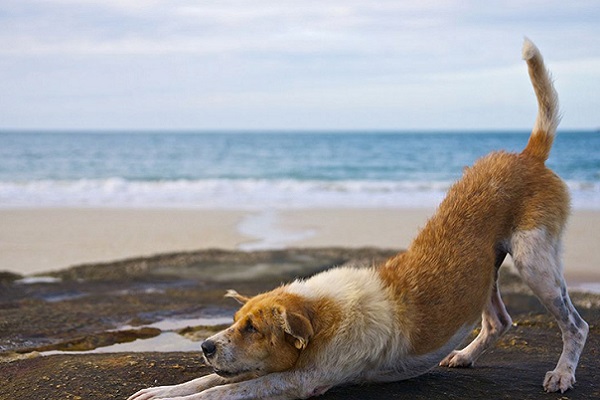 cane vecchio si stiracchia