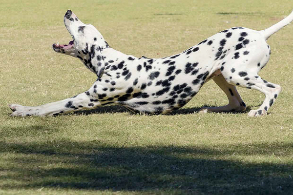 cane dalmata 