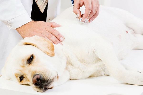 cane a visita dal veterinario