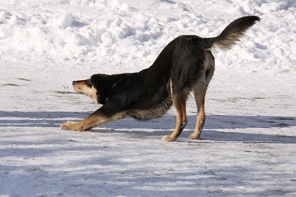 cane sulla neve che si stiracchia