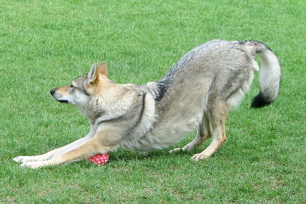 cane al parco che si stiracchia