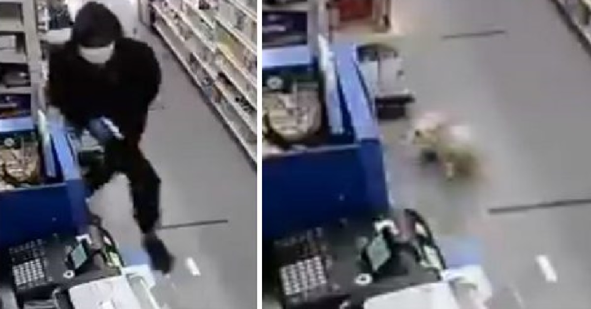 Cane sventa una rapina in un negozio di New York (VIDEO)