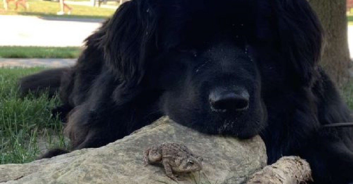 Cane terranova e un piccolo rospo fanno amicizia (FOTO)