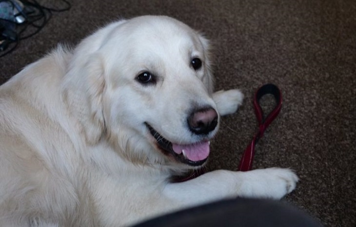 freddie golden retriever supermercato