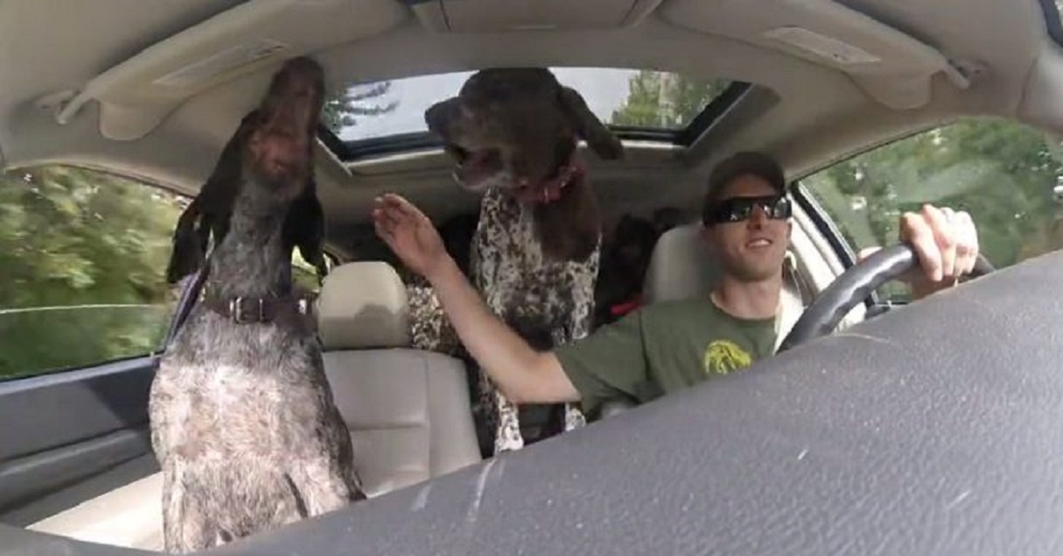 Cani esplodono di felicità quando scoprono la loro destinazione (VIDEO)
