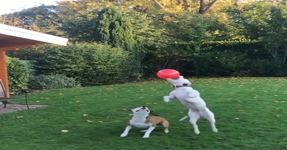 Cani che giocano con i palloncini, ecco il video dolcissimo