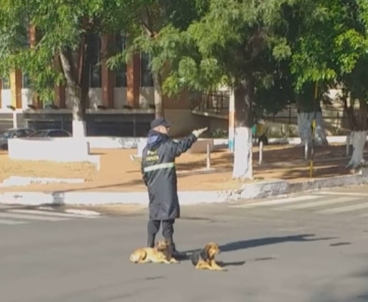 ufficiale dirige traffico insieme cani