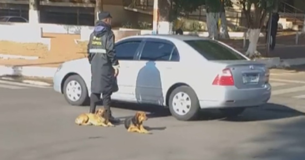 Cani randagi aiutano l’ufficiale a dirigere il traffico (VIDEO)