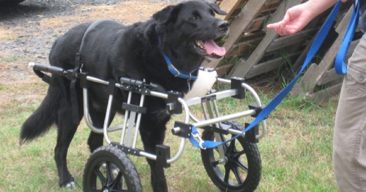 Cani ricevono sedie a rotelle grazie al lavoro di un 90enne (VIDEO)