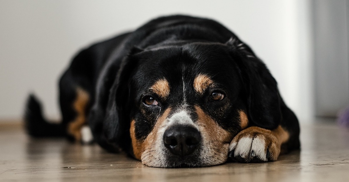 Capire se il cane ha la rogna: sintomi e segnali che mettono in allarme