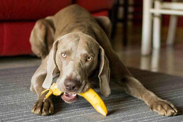 cane può mangiare la banana