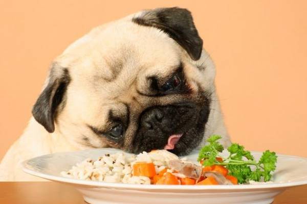 alimenti completi per il nostro cane