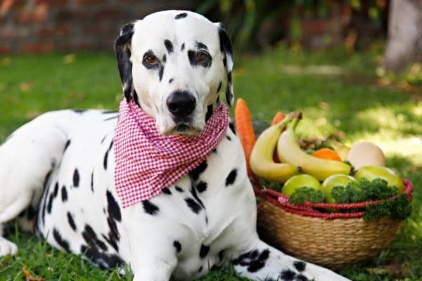 dalmata con la bandana