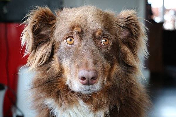 sguardo del cane