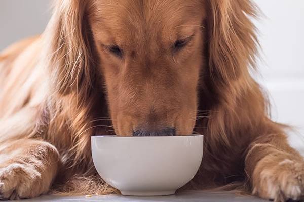 cane che mangia dalla sua ciotola