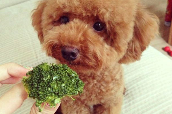 cane può mangiare i broccoli