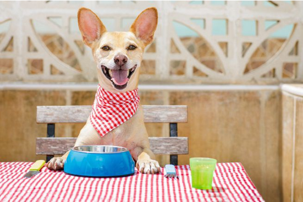 cane che mangia