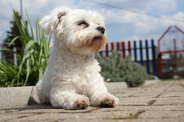 cane al sole