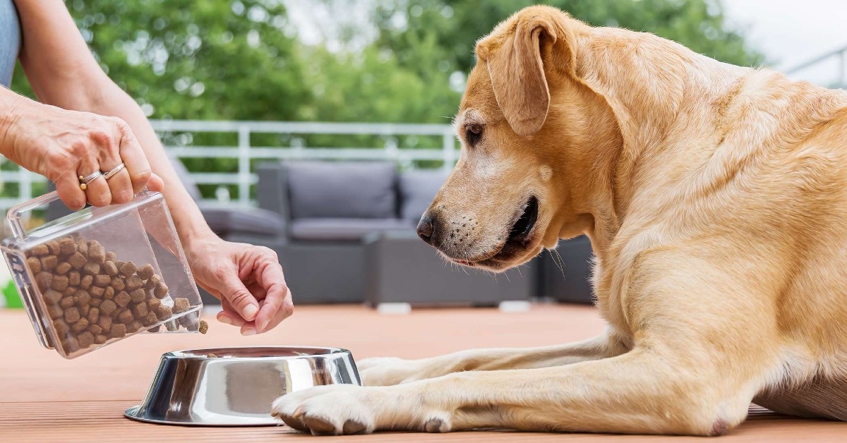 Cibi con vitamina D per il cane: elenco completo e dettagliato