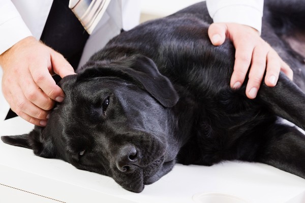 cane dal veterinario