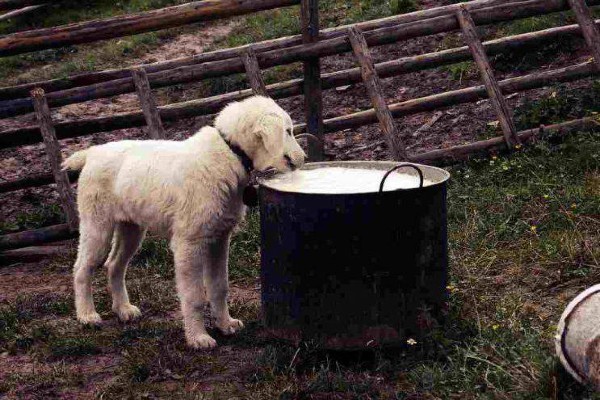 dare il latte al cane