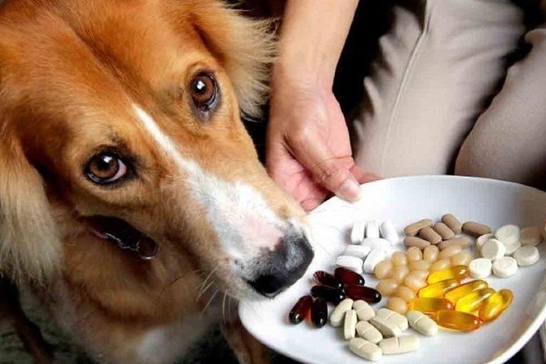 cane prende le pillole